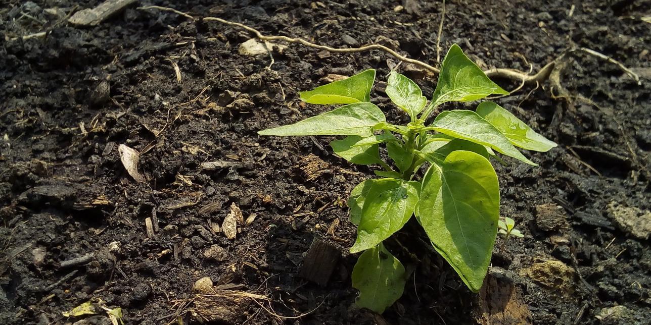 Agricultura familiar: alimentación para todos.