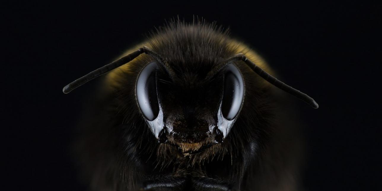La vida con y sin ellas. Las abejas y su importancia en el equilibrio biológico