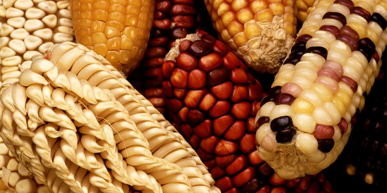 ¡Viva la diferencia! Biodiversidad en el Uruguay
