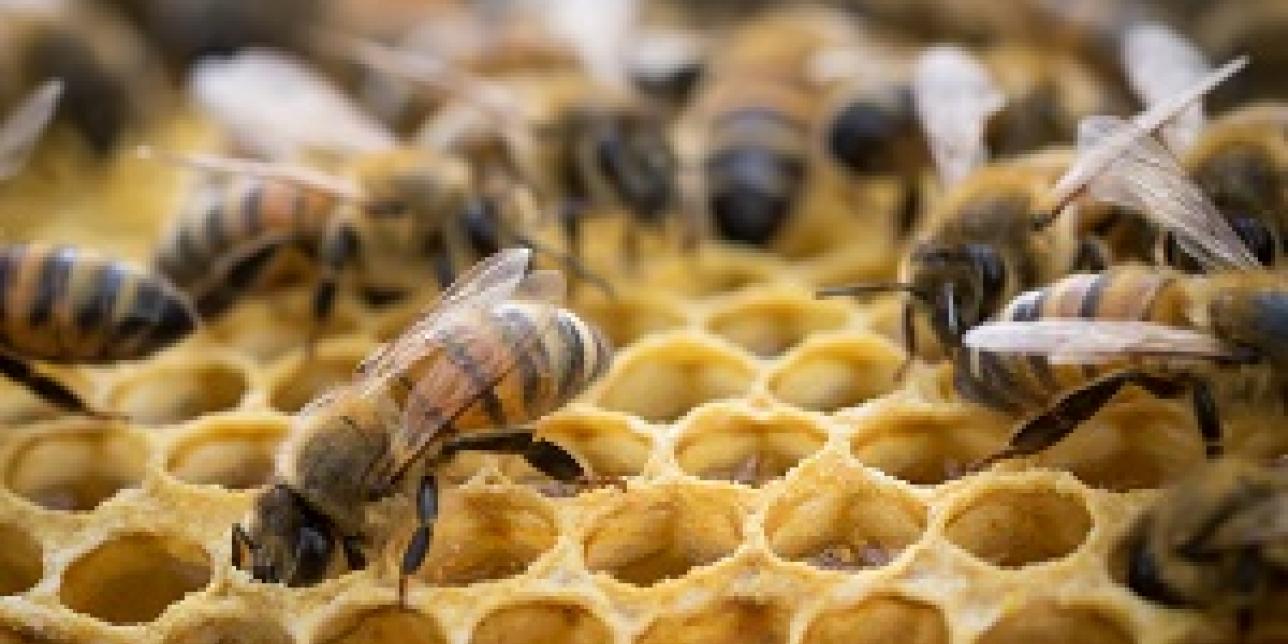 Trabajadoras incansables: las abejas