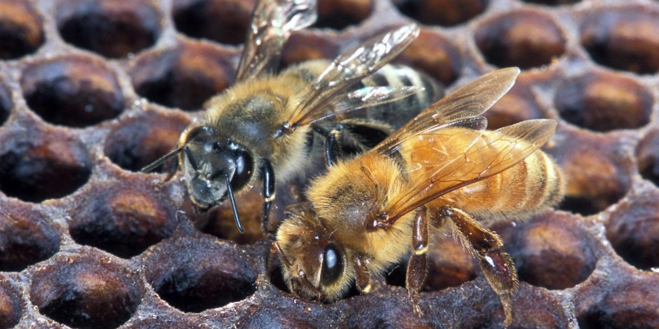 Conociendo un ser vivo fundamental: las abejas