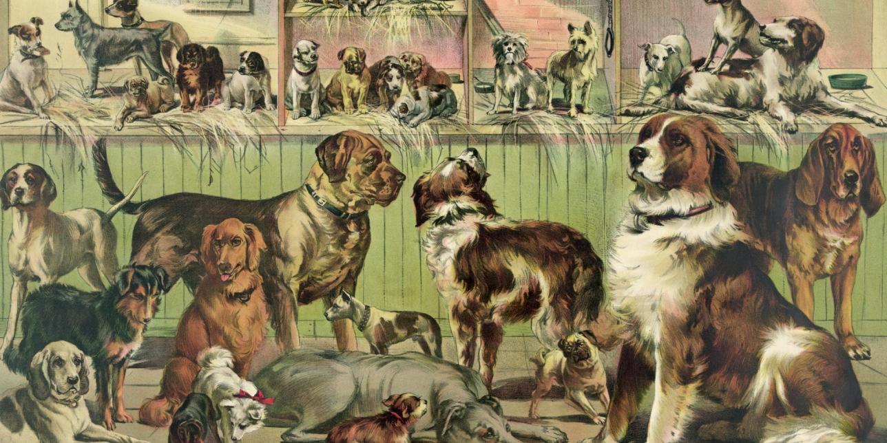 How can we classify animals?