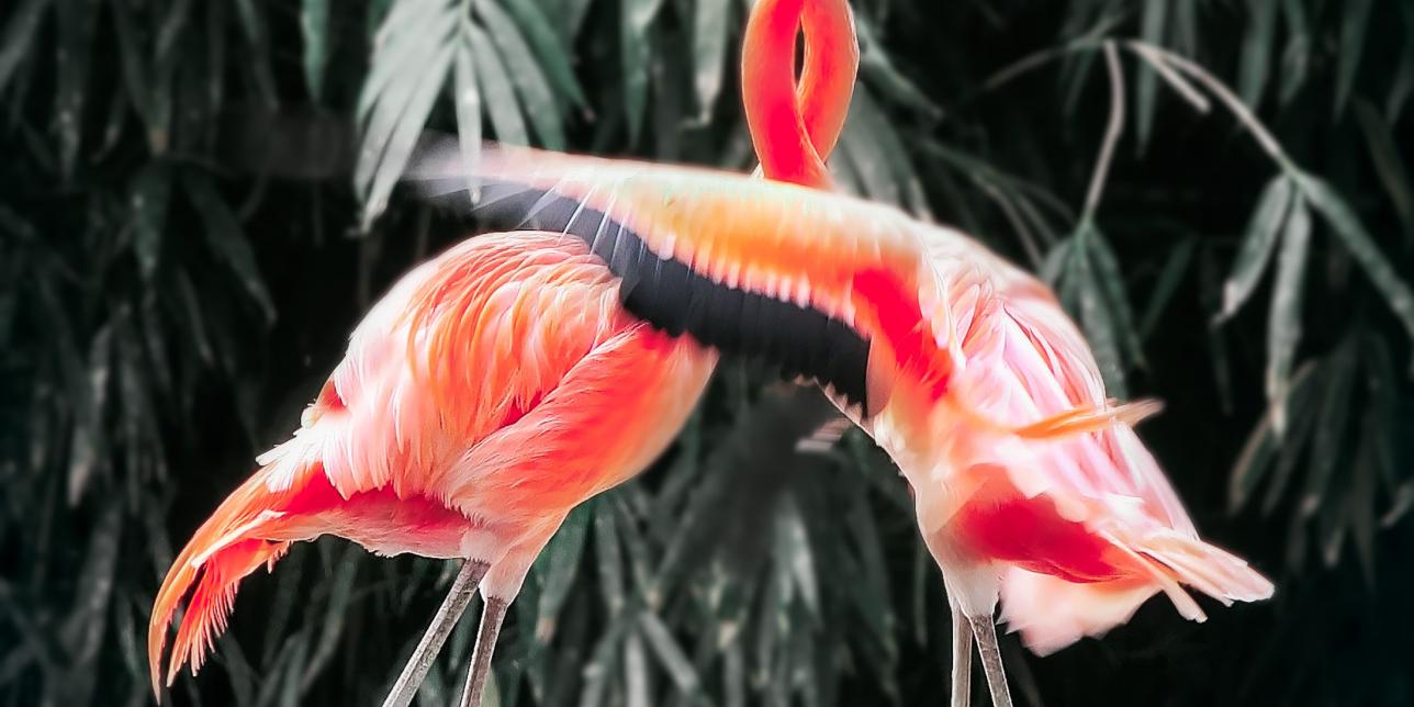 Enemigos por naturaleza: la competencia inter-específica