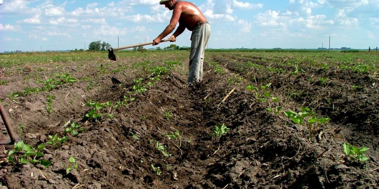 Las nuevas ruralidades y los agronegocios