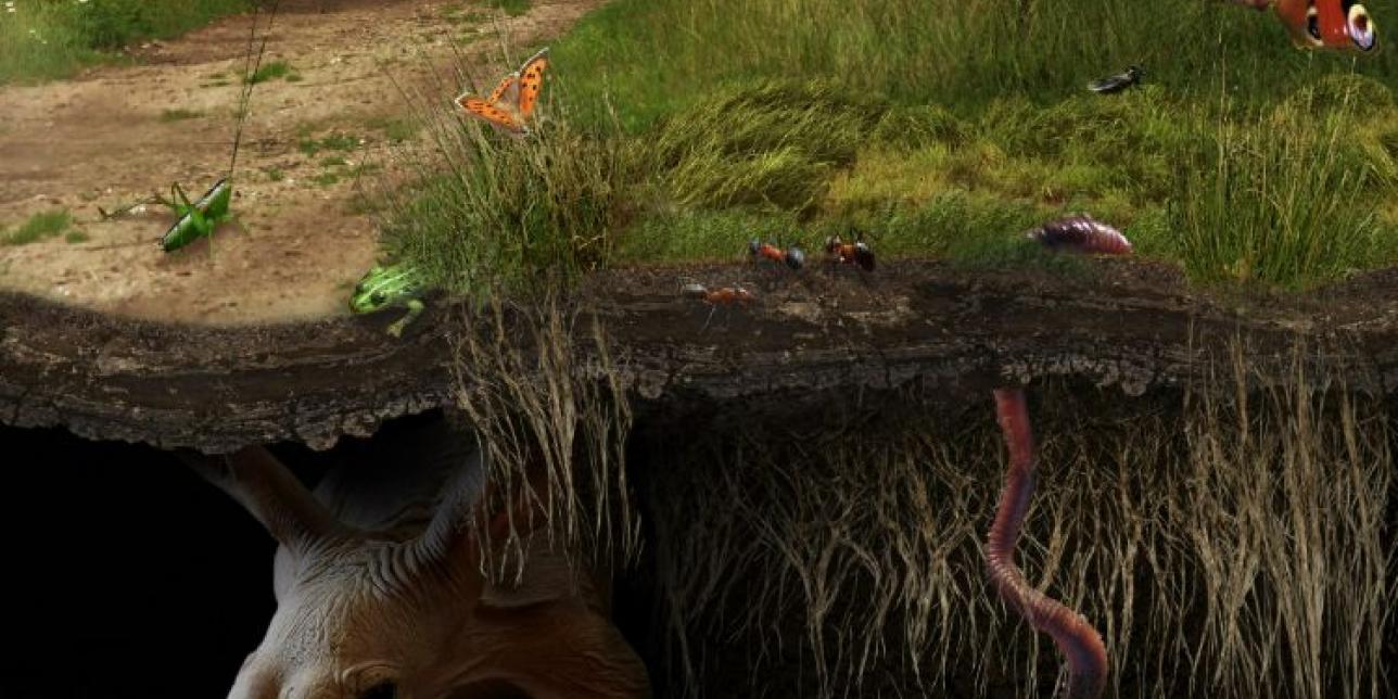 ¿Qué es un sistema ecológico?