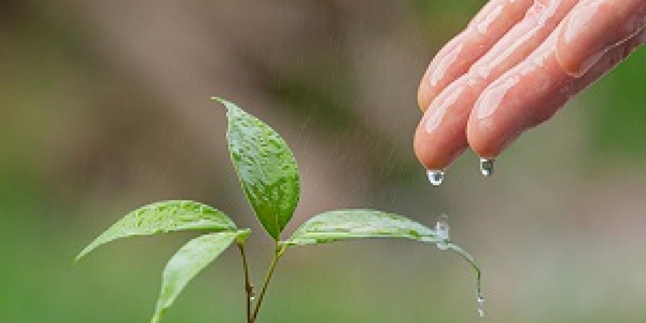¿Cómo se alimentan las plantas?