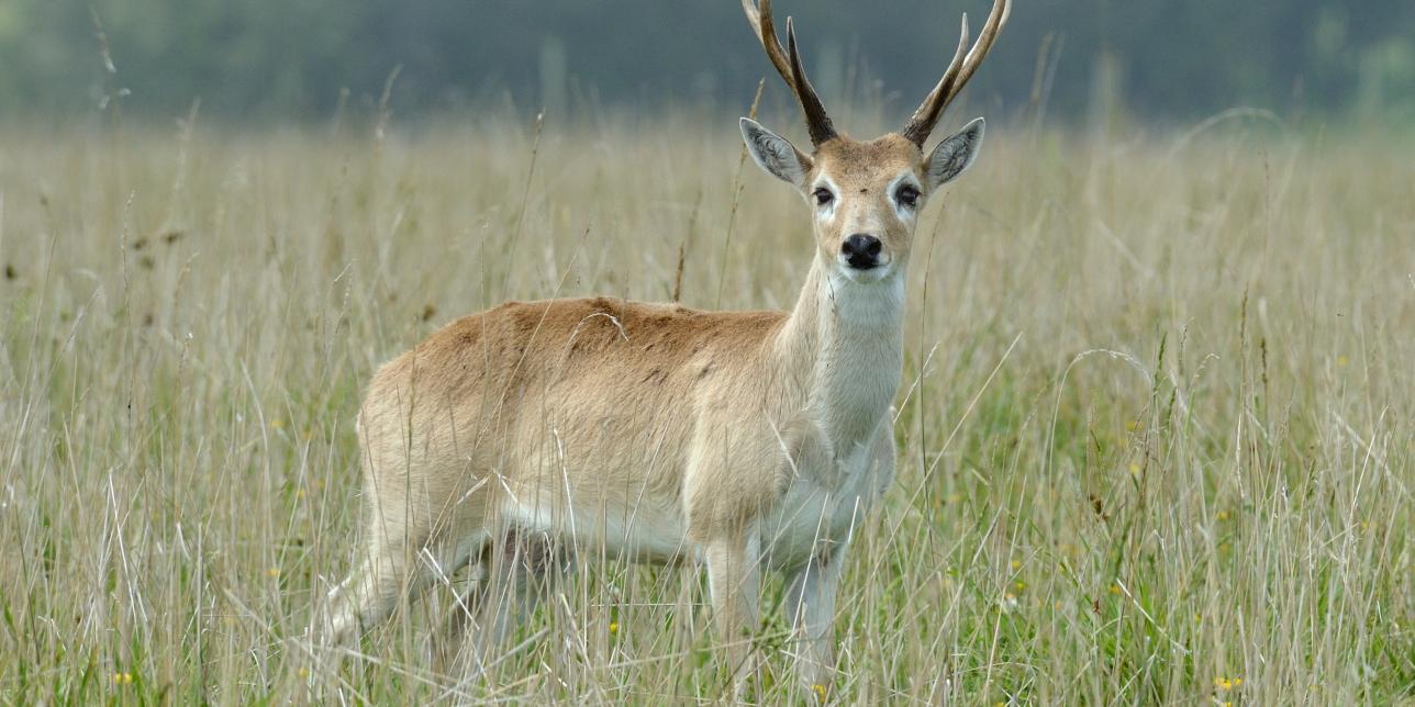 Alerta roja, el venado de campo en vías de extinción