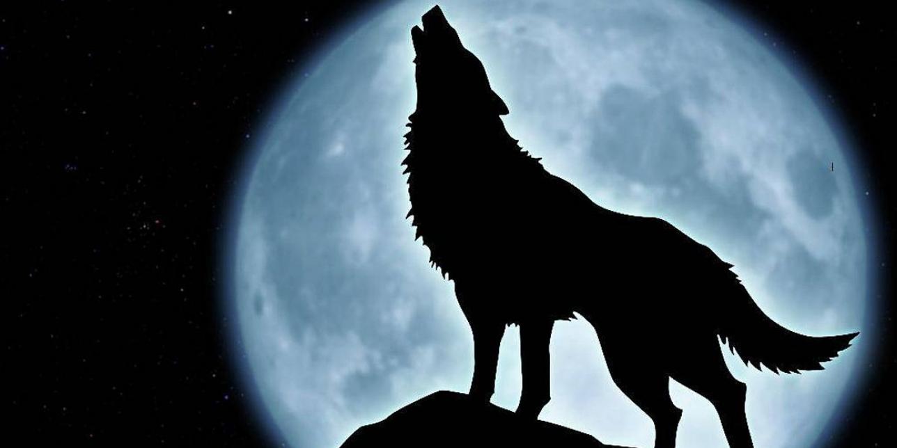 Lobo, ¿dónde estás?
