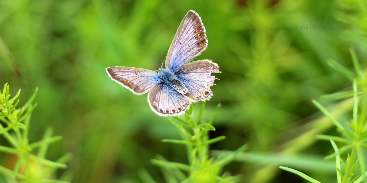 Federico y su "Mariposa del aire"