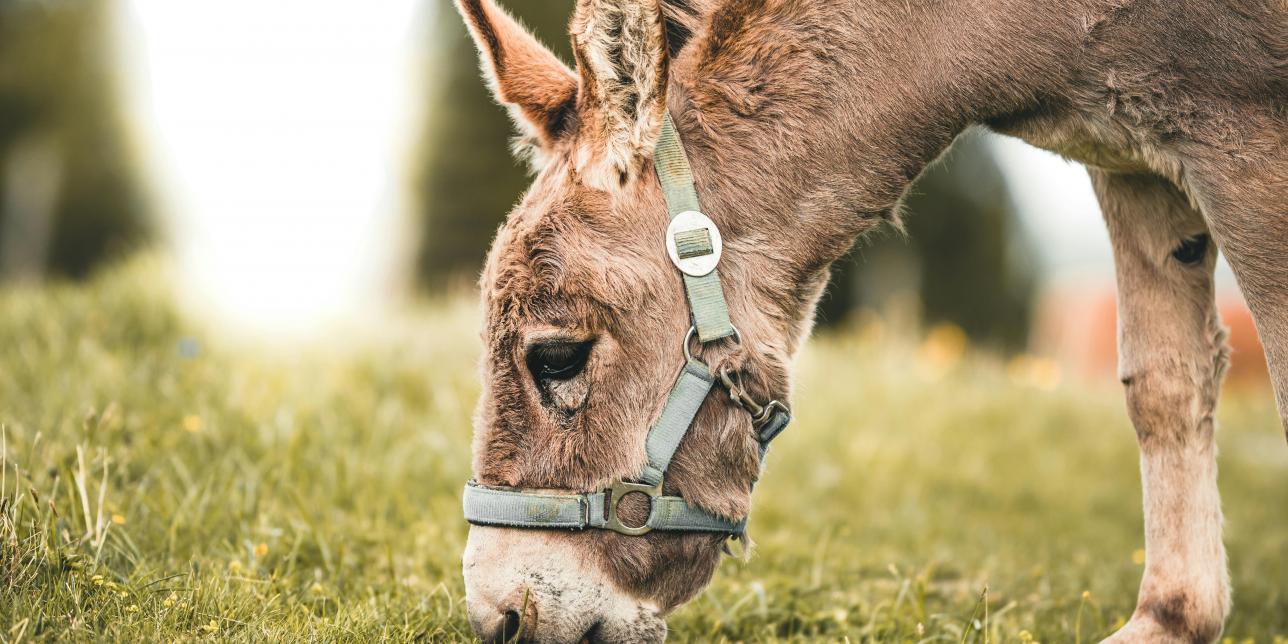 ¿Conoces a Platero?