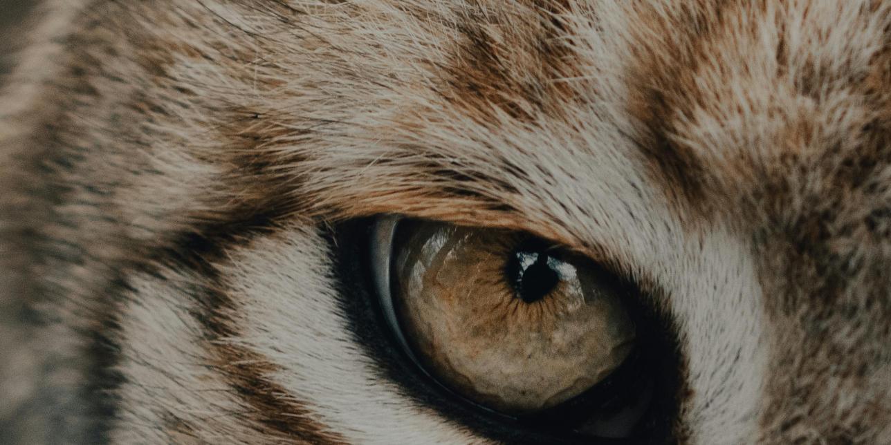 Animales en los cuadernos
