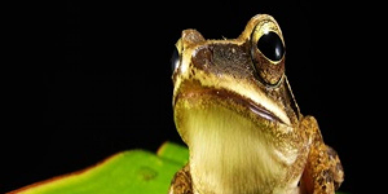 Pequeños biólogos y la metamorfosis de la rana