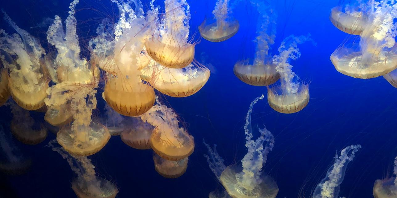 Animales vertebrados e invertebrados