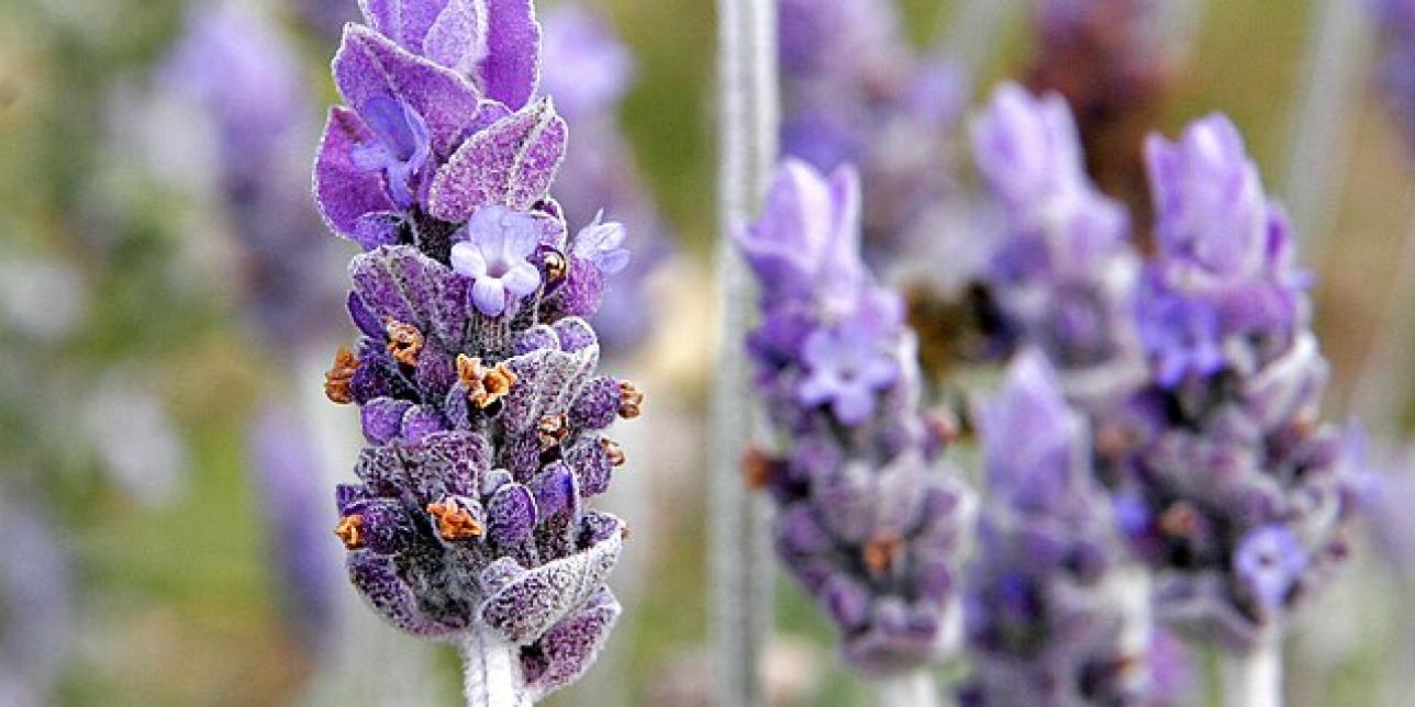 Plantas con aroma