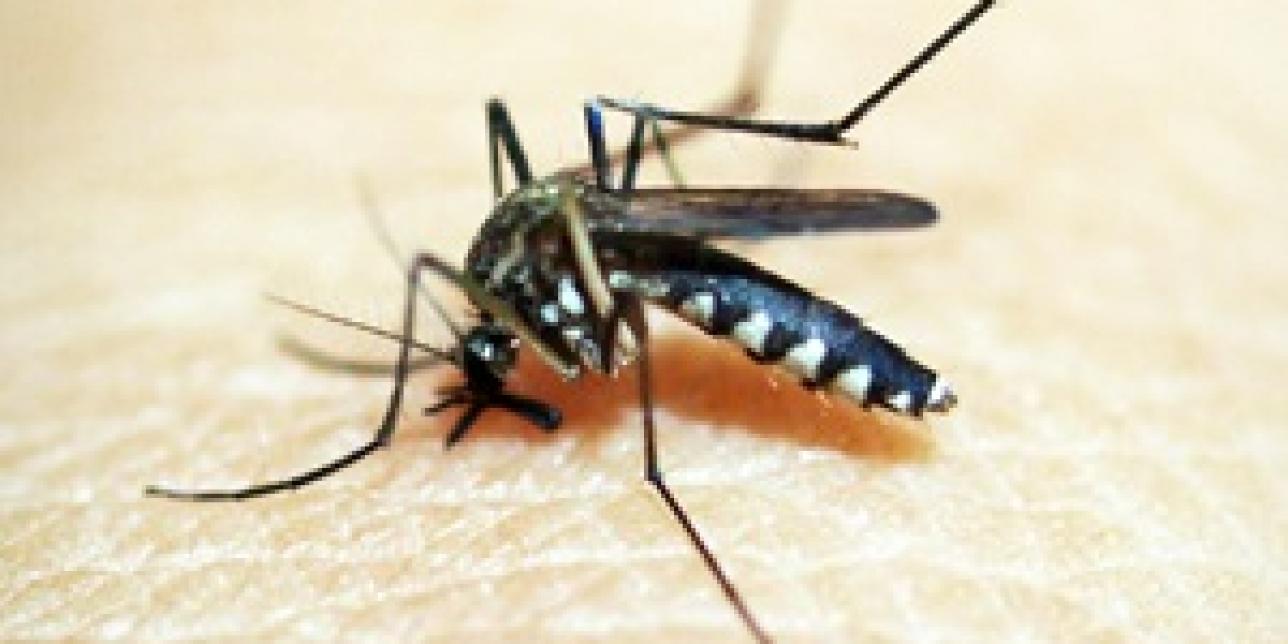 ¿Cuánto sabes del dengue?