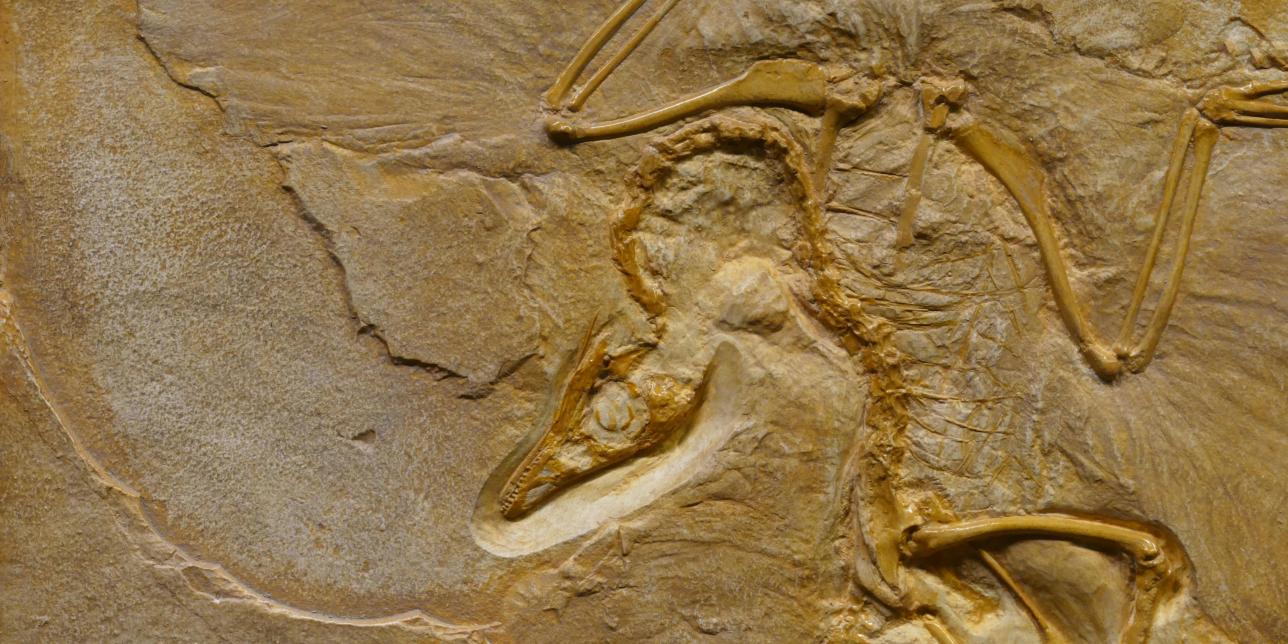 ¿Qué es la paleontología?