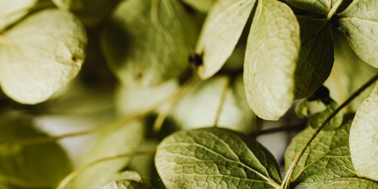 La mínima unidad anatómica y funcional: la célula vegetal