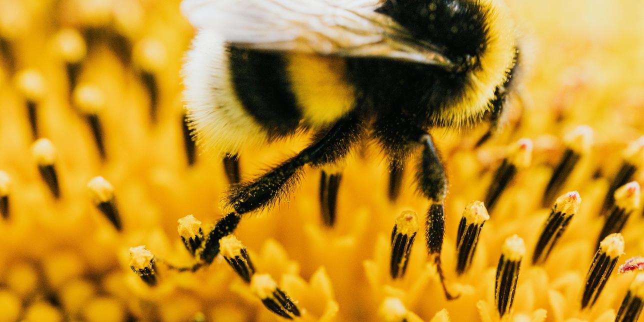 Alianzas naturales: la cooperación entre especies