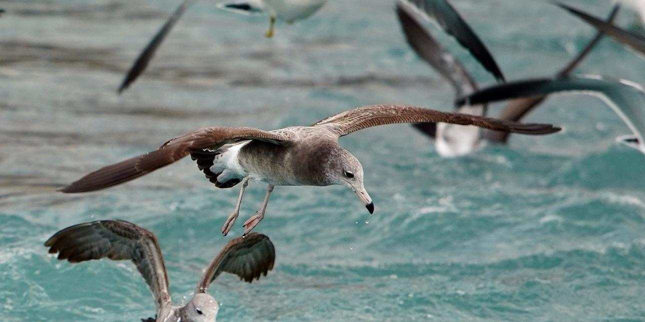 Cuento: La Pescadería de Prudencio Mochuelo