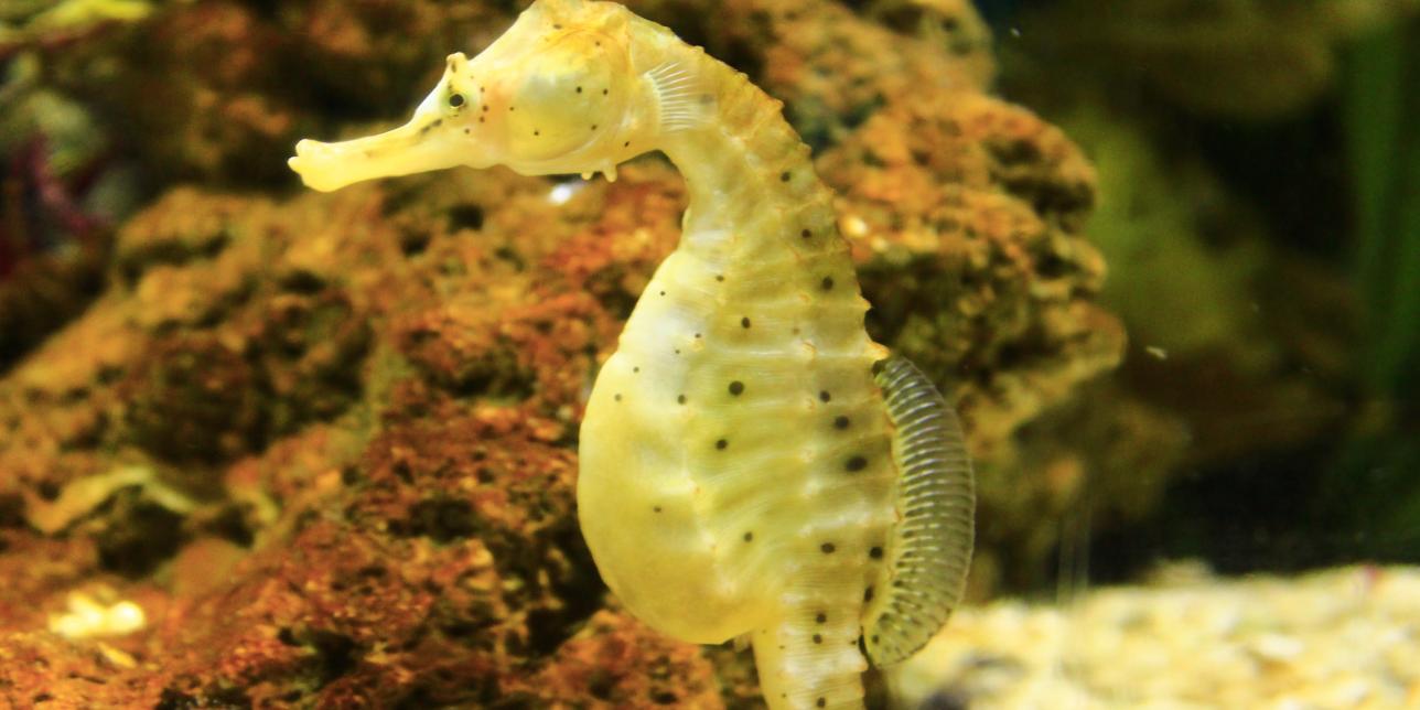 Ovovivíparos, animales con una asombrosa forma de reproducirse