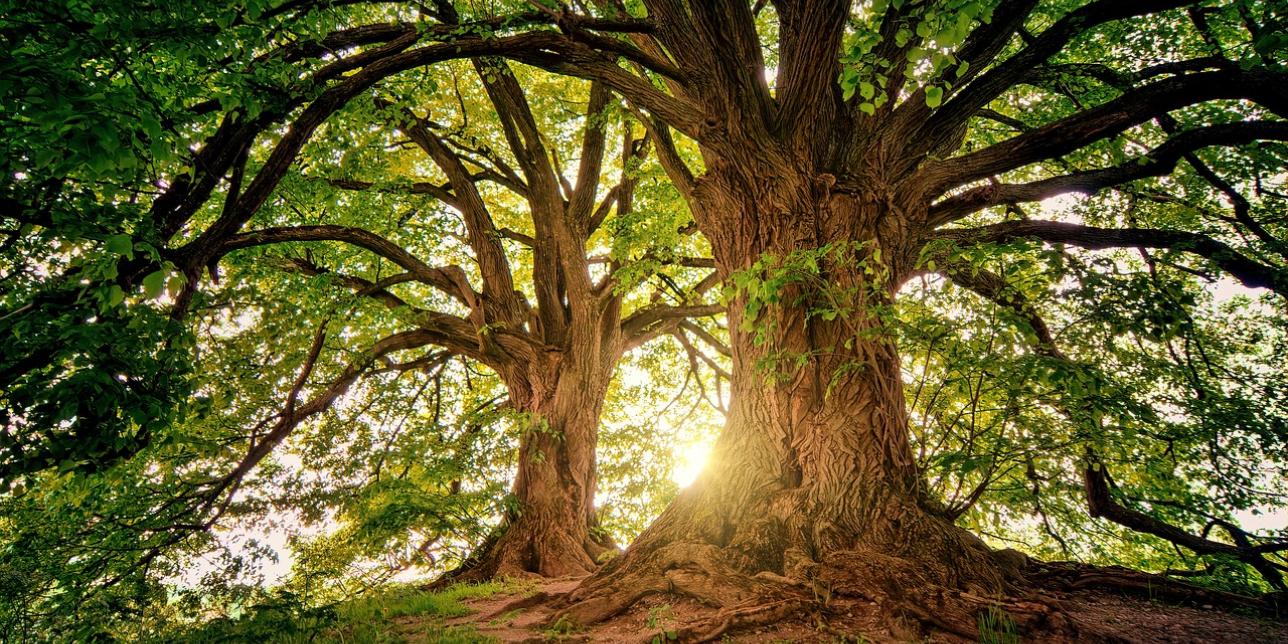 Great family tree