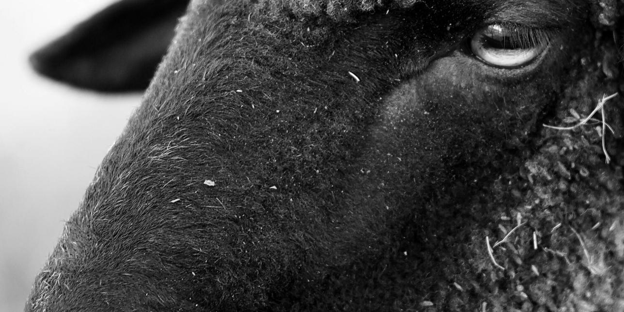 Dientes que cuentan historias: cómo se alimentan los animales (una introducción)