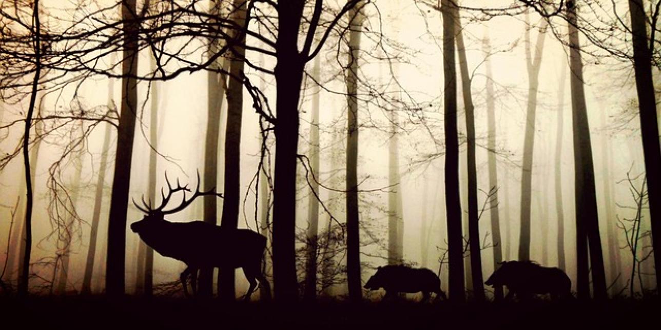 Animales vertebrados e invertebrados