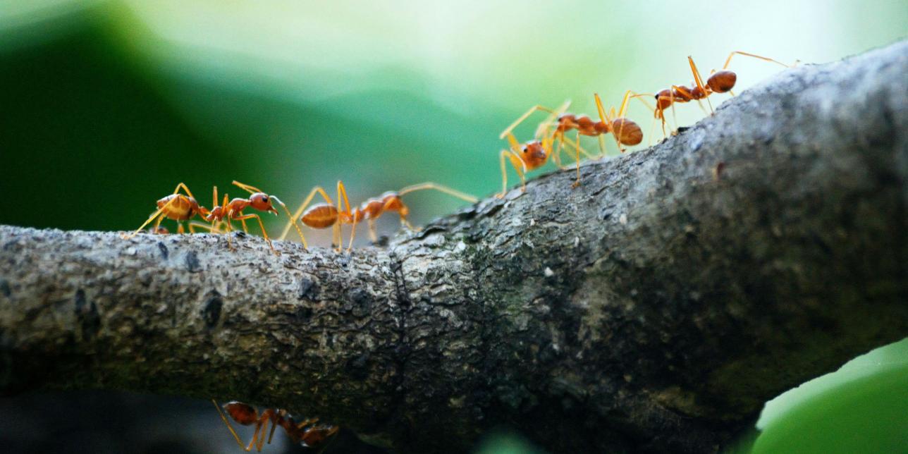 Contando en el jardín
