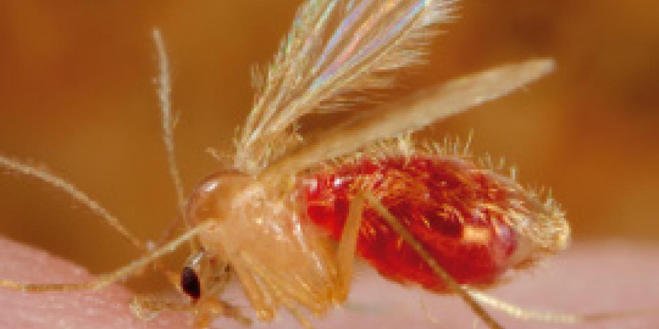 Conociendo la zoonosis leishmaniasis.