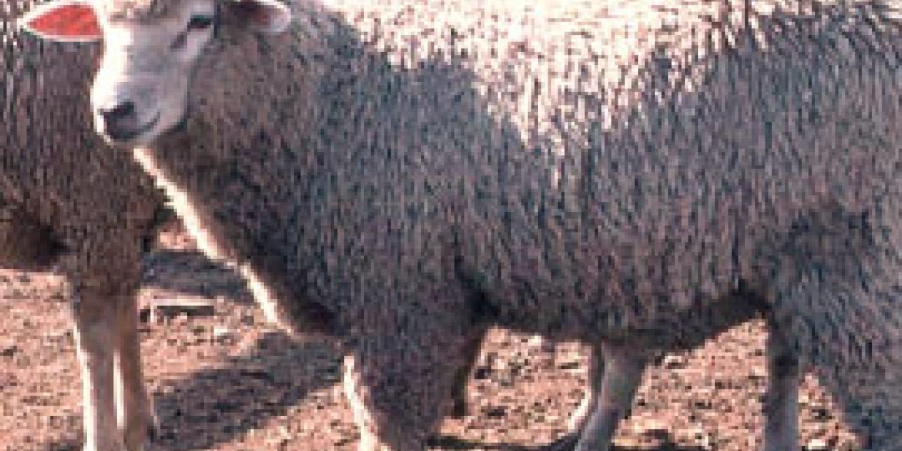 Uruguay ganadero: ovinos
