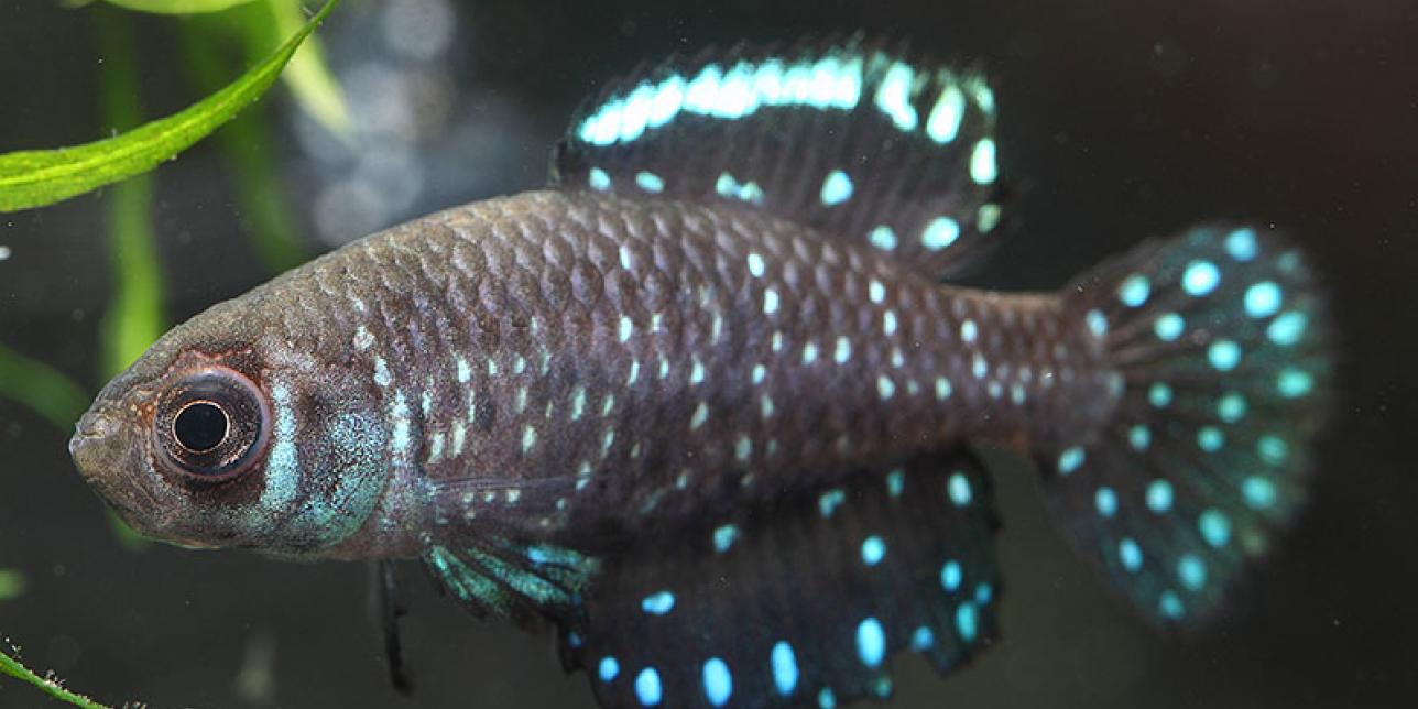 ¿Conoces los "peces anuales"?