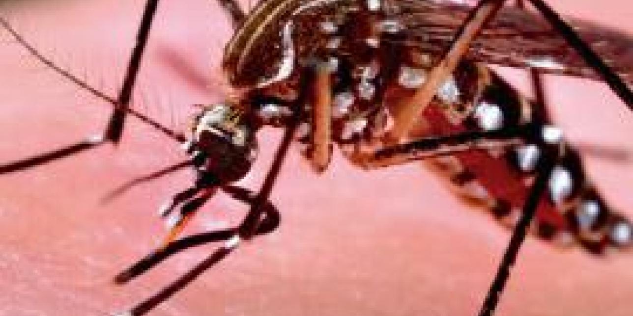 Conociendo al Aedes Aegypti